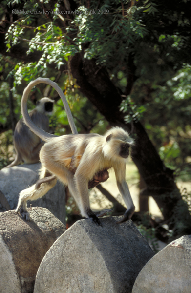 Langur