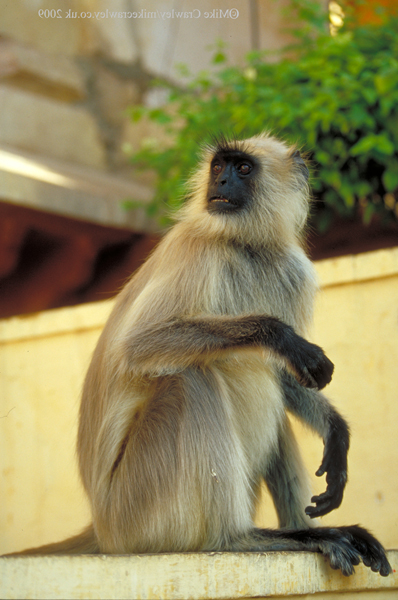 Langur